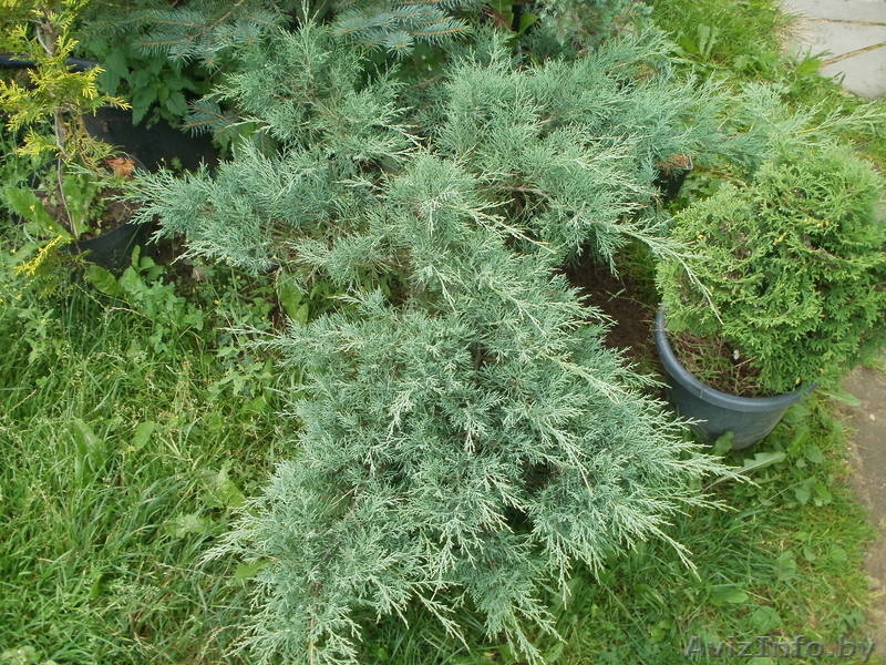 Туи, можжевельник, форзиция, тис, самшиты, ели. - Изображение #3, Объявление #729715