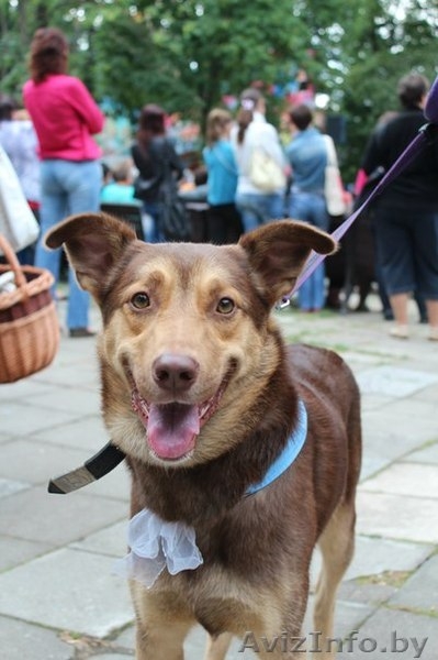 Тагил в добрые руки ! - Изображение #1, Объявление #664722