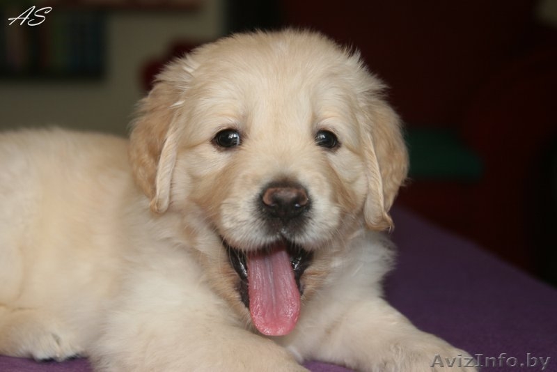 Щенки золотистого ретривера. Родители чемпионы! - Изображение #2, Объявление #736093