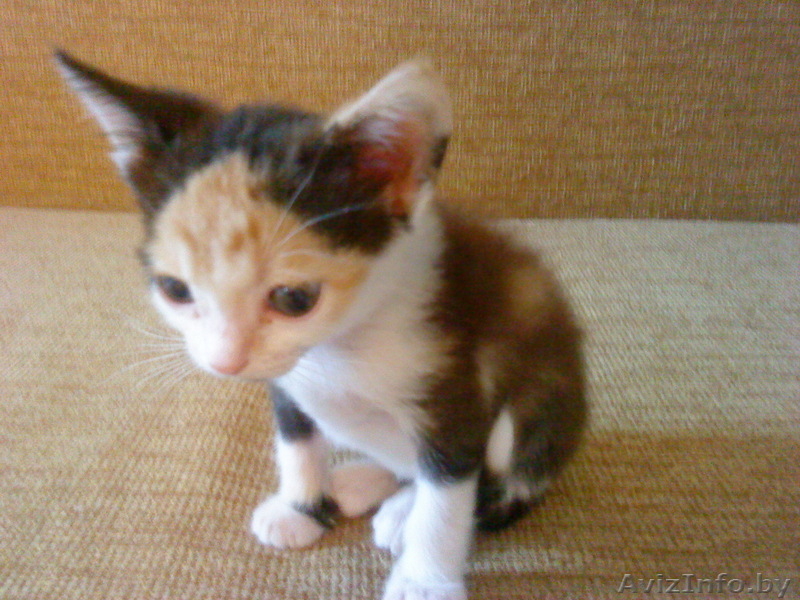 Крошечная Кися - крошка на ладошке - в ДАР! - Изображение #3, Объявление #732608