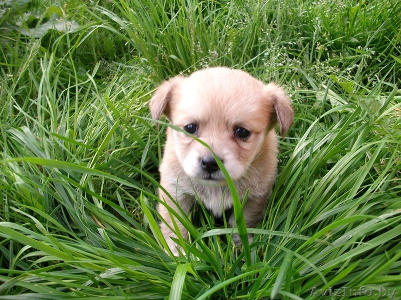 малышки ищут новый дом - Изображение #6, Объявление #743494