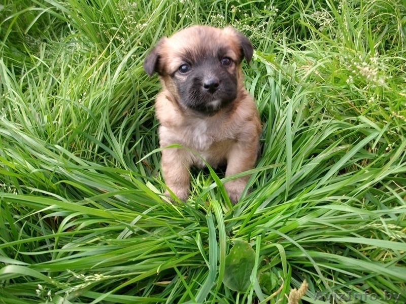 малышки ищут новый дом - Изображение #5, Объявление #743494