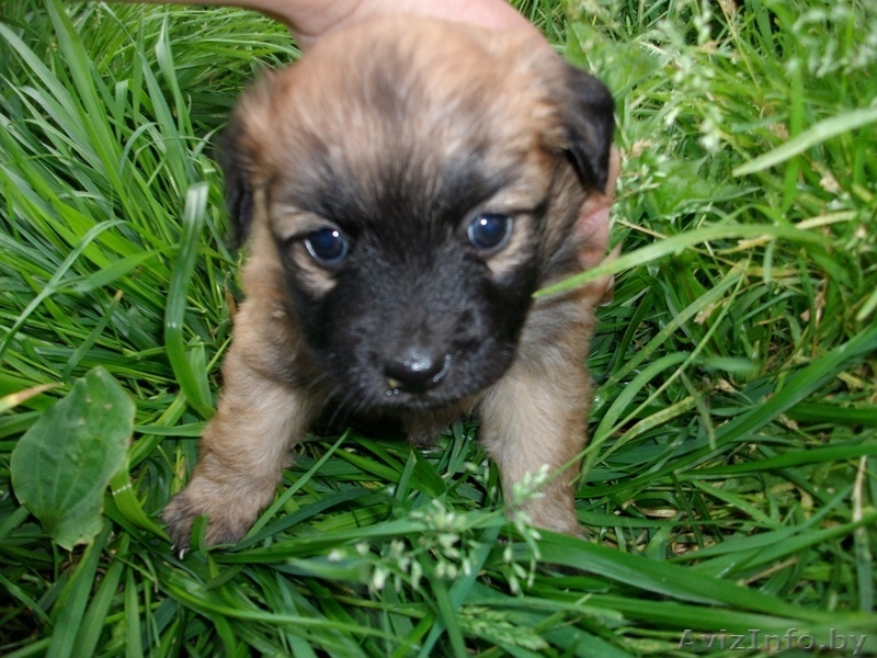 малышки ищут новый дом - Изображение #4, Объявление #743494