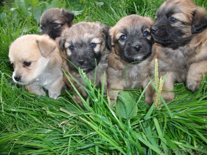 малышки ищут новый дом - Изображение #1, Объявление #743494