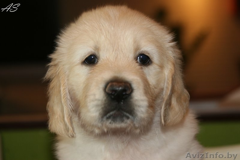 Щенки золотистого ретривера. Родители чемпионы! - Изображение #4, Объявление #736093