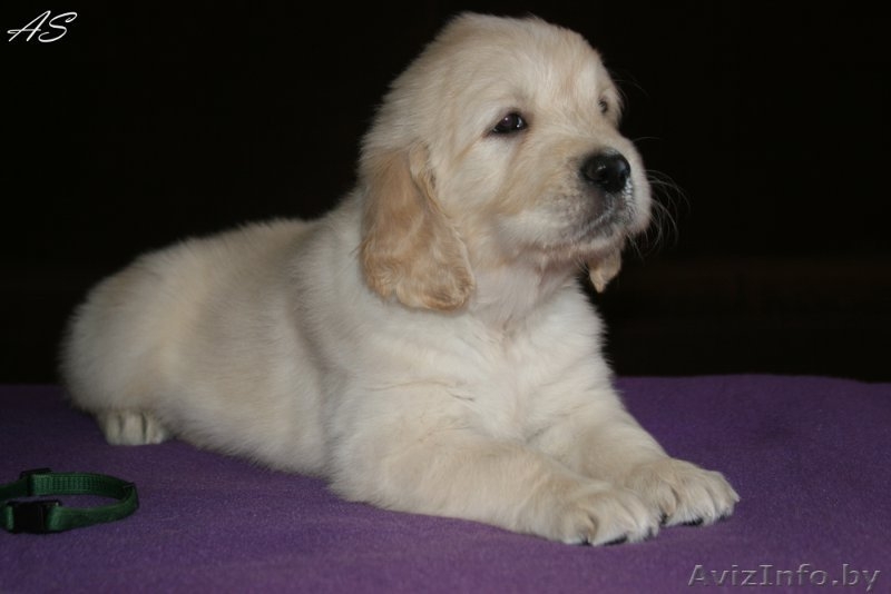 Щенки золотистого ретривера. Родители чемпионы! - Изображение #3, Объявление #736093