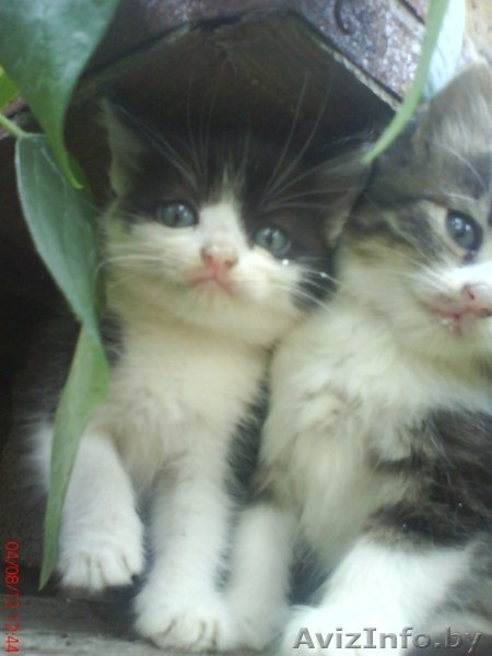 в добрые руки самые милые котики - Изображение #2, Объявление #744803