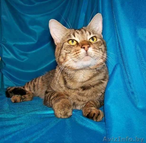 Комнатный мини-тигр в добрые руки!  - Изображение #1, Объявление #758449