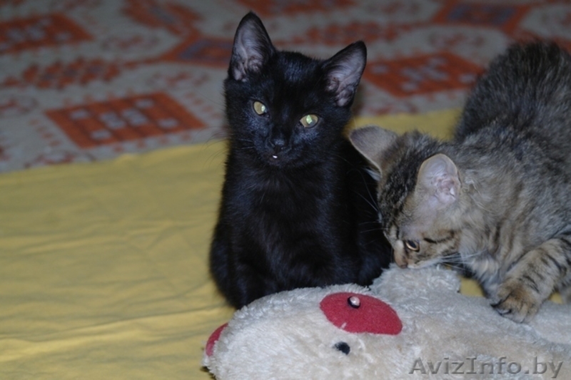 Грациозная котёнок-девочка Багира в дар - Изображение #2, Объявление #761271