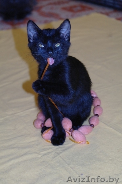 Грациозная котёнок-девочка Багира в дар - Изображение #3, Объявление #761271