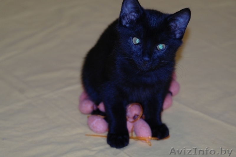 Грациозная котёнок-девочка Багира в дар - Изображение #1, Объявление #761271