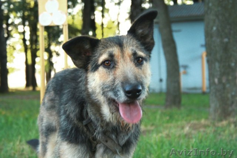 Молодая собака Жужа ищет новую семью - Изображение #3, Объявление #762719