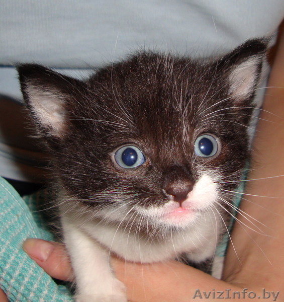 Отдам красивого котёнка в хорошие руки - Изображение #3, Объявление #748943