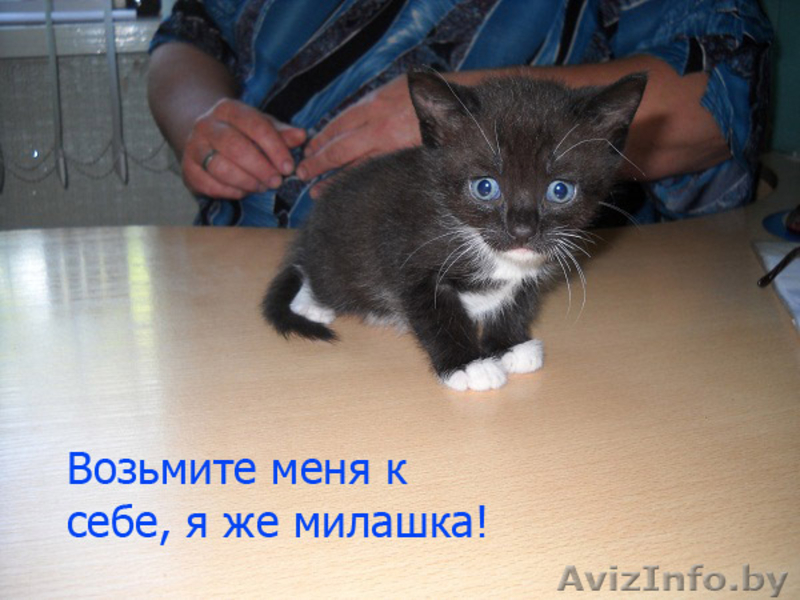 Подарите жизнь малышам - Изображение #1, Объявление #751252