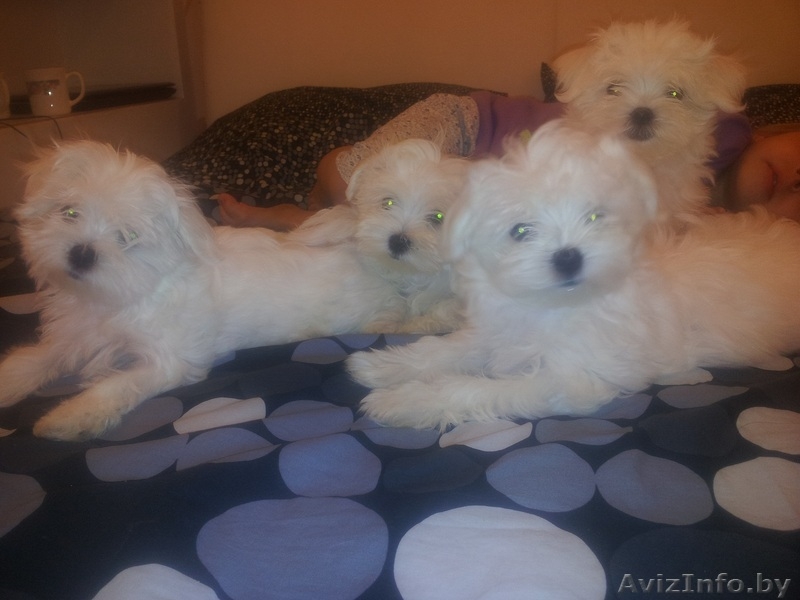 Продам породистых клубных щенков мальтезе (мальтийская болонка) - Изображение #2, Объявление #760468