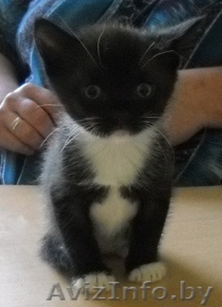 Два очаровательных котенка - мальчик и девочка - хотят в Счастье - Изображение #1, Объявление #757760