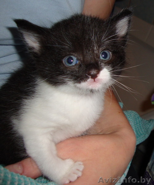 Отдам красивого котёнка в хорошие руки - Изображение #2, Объявление #748943