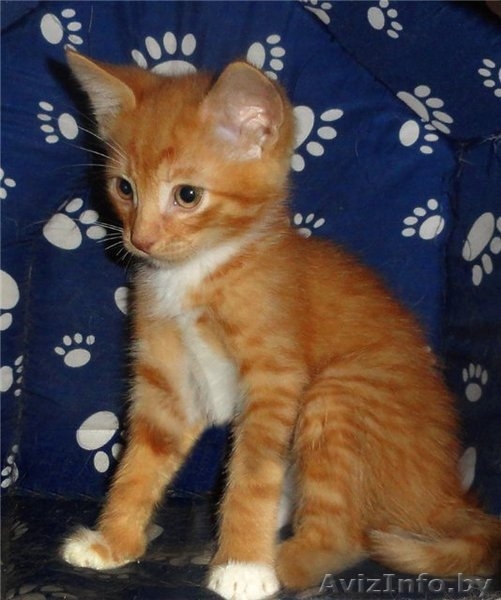 Минск!!! Замечательные котята в дар!  - Изображение #1, Объявление #763797