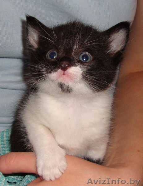 Отдам красивого котёнка в хорошие руки - Изображение #1, Объявление #748943