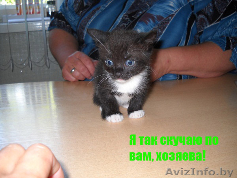 Подарите жизнь малышам - Изображение #3, Объявление #751252