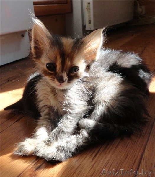 Минск!!! Замечательные котята в дар!  - Изображение #3, Объявление #763797