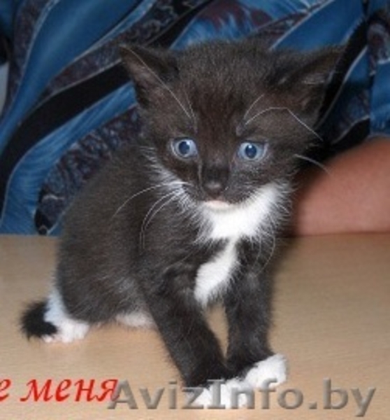 Два очаровательных котенка - мальчик и девочка - хотят в Счастье - Изображение #2, Объявление #757760