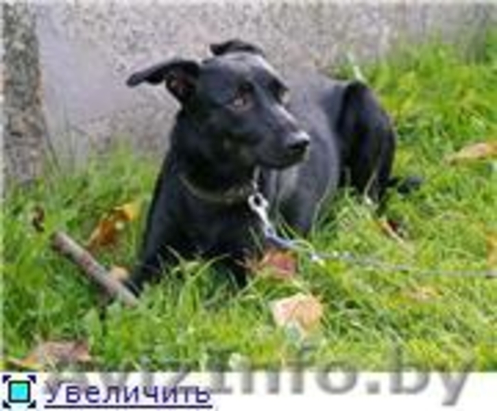 РУТ- полугодовалая обаятельная воспитанная девочка - Изображение #2, Объявление #744470