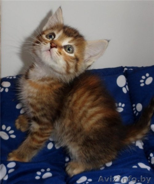 Минск!!! Замечательные котята в дар!  - Изображение #4, Объявление #763797