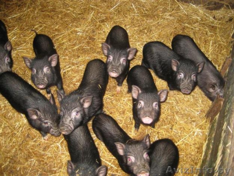 Продажа вьетнамских поросят - Изображение #1, Объявление #758518