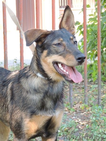 	 Молоденькая Линда в дар. Привита, стерилизована - Изображение #5, Объявление #762697