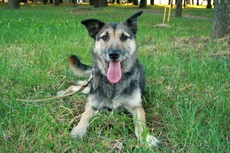 Молодая собака Жужа ищет новую семью - Изображение #2, Объявление #762719