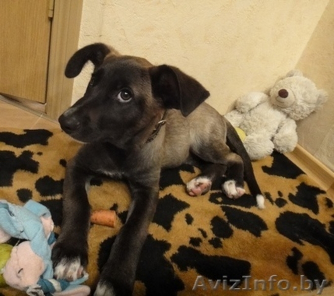 Мисси - невероятной красоты щеночек ищет самого замечательного хозяина - Изображение #5, Объявление #721230