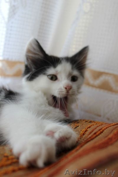 Очаровательные пушистики - в дар! - Изображение #1, Объявление #755699