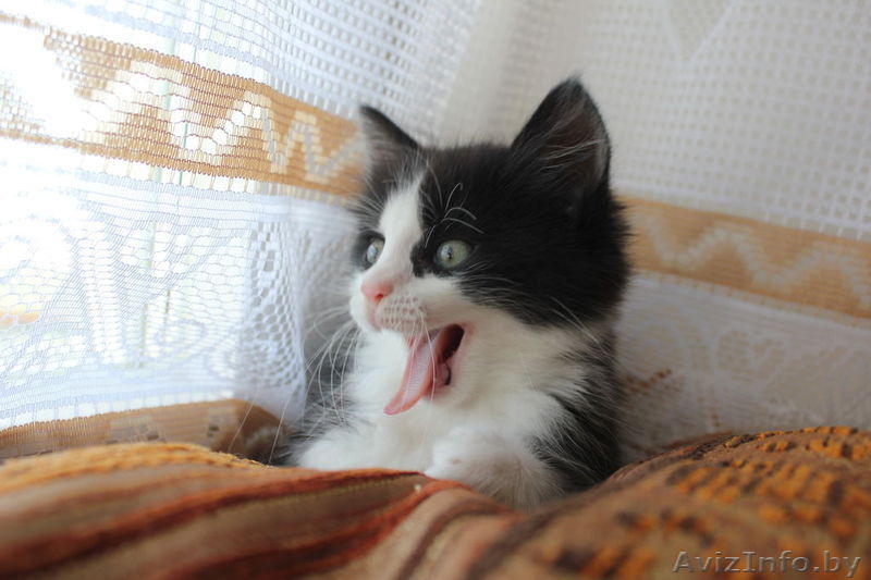 Очаровательные пушистики - в дар! - Изображение #3, Объявление #755699