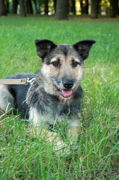 Молодая собака Жужа ищет новую семью - Изображение #1, Объявление #762719