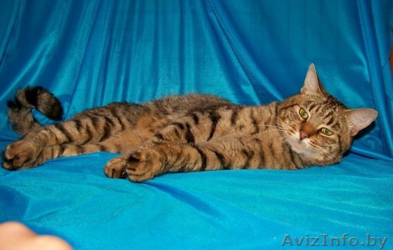 Комнатный мини-тигр в добрые руки!  - Изображение #4, Объявление #758449