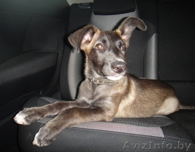 Мисси - невероятной красоты щеночек ищет самого замечательного хозяина - Изображение #1, Объявление #721230