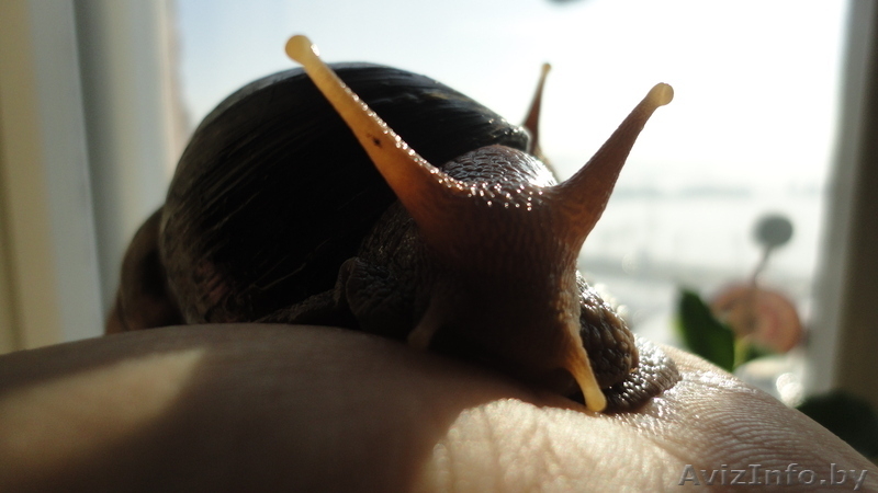 Улитки Ахатины Фулика - Изображение #1, Объявление #751695