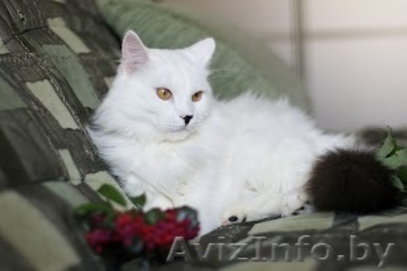 Ангорский белый котик Невероятной Красоты ищет Хозяина - Изображение #3, Объявление #757331