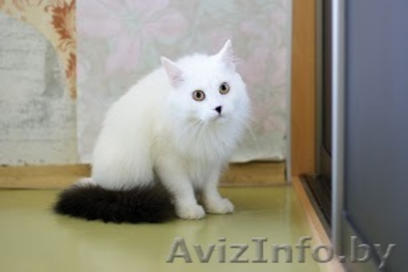Ангорский белый котик Невероятной Красоты ищет Хозяина - Изображение #1, Объявление #757331