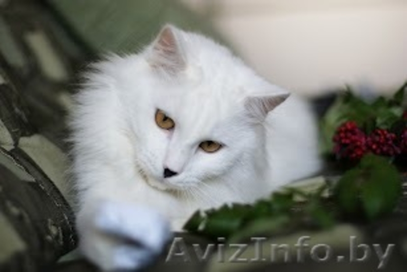 Ангорский белый котик Невероятной Красоты ищет Хозяина - Изображение #4, Объявление #757331