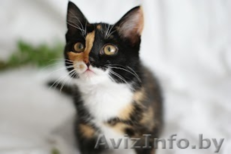 Счастье - в дар! - Изображение #3, Объявление #755124