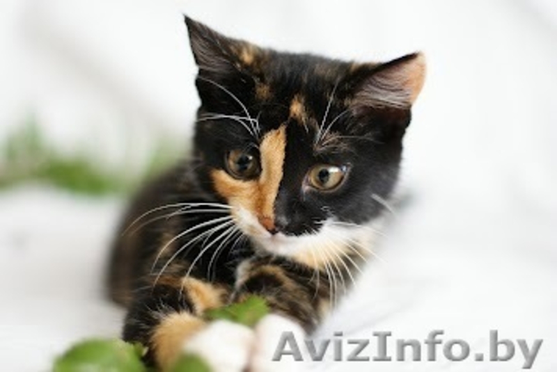 Счастье - в дар! - Изображение #1, Объявление #755124