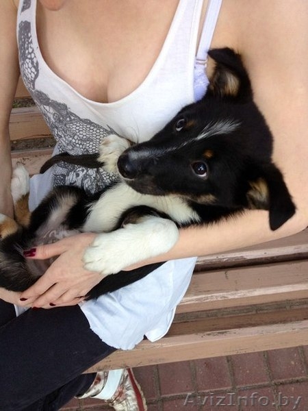 Джош, замечательный щенок в дар  - Изображение #3, Объявление #758658