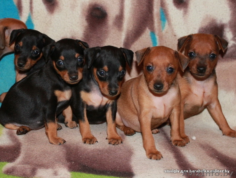 Очаровательные щенки цвергпинчера ( карликовый пинчер ) - Изображение #1, Объявление #763192