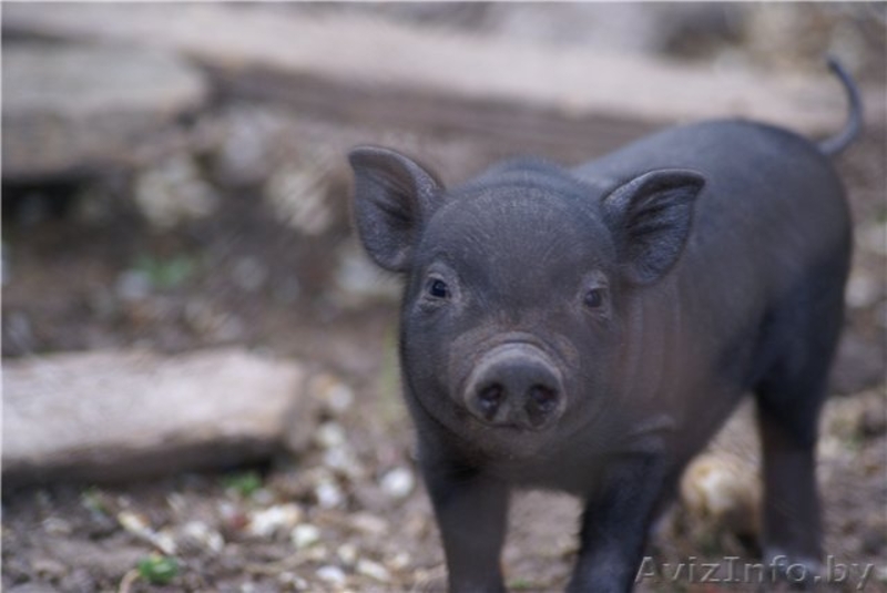 Продажа вьетнамских поросят - Изображение #2, Объявление #758518