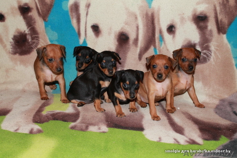 Очаровательные щенки цвергпинчера ( карликовый пинчер ) - Изображение #2, Объявление #763192