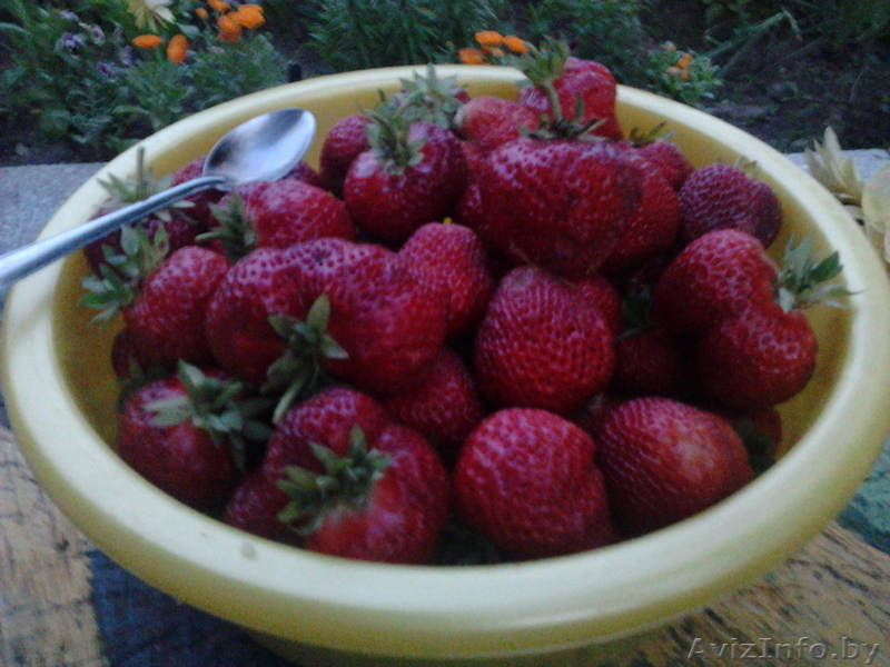Клубника  "Викода" - Изображение #3, Объявление #751090