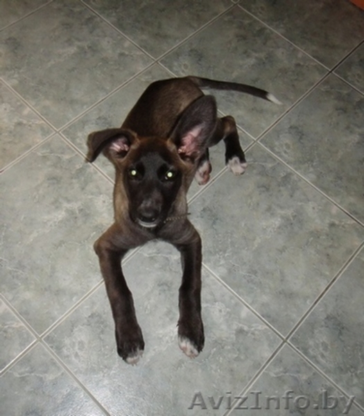 Мисси - невероятной красоты щеночек ищет самого замечательного хозяина - Изображение #2, Объявление #721230