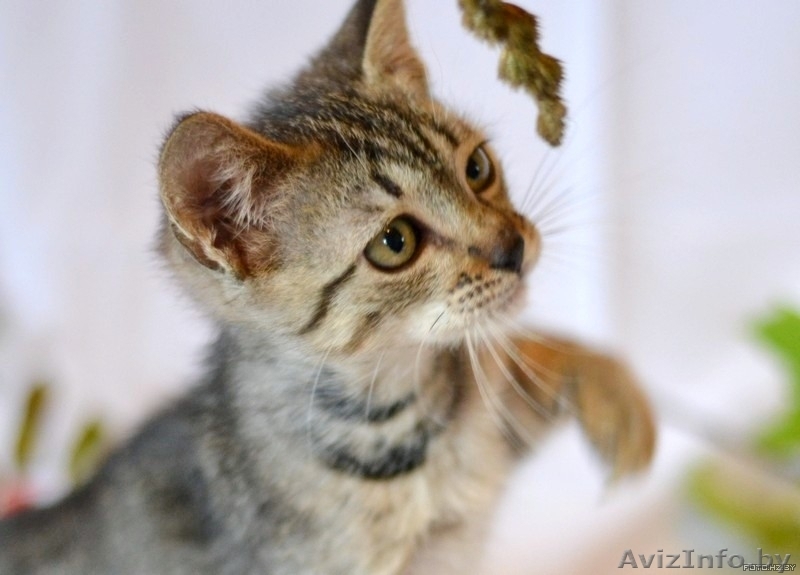 Маленькая котенка - в добрые ручки! - Изображение #4, Объявление #762287